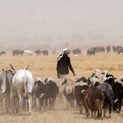 Un pastor arrea ganado durante una tormenta de arena en el distrito de al-Hurriya, al este de Najaf, en el centro de Irak. Foto de Qassem al-KAABI / AFP | Foto:AFP