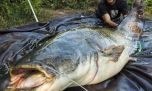 Aumenta la preocupación por una especie invasora que altera hábitats fluviales