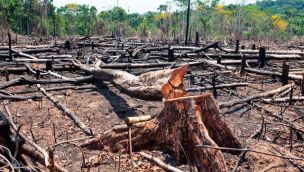Deforestación