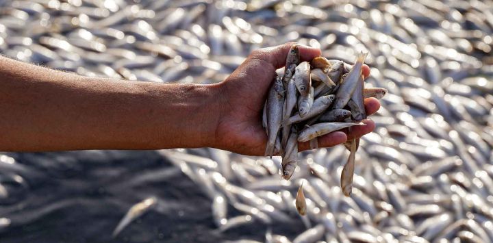 Un hombre inspecciona peces muertos durante una mortandad masiva en el pantano de Ibn Najm. Foto de Qassem al-KAABI / AFP