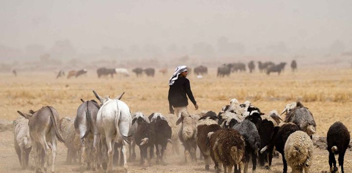 Un pastor arrea ganado durante una tormenta de arena en el distrito de al-Hurriya, al este de Najaf, en el centro de Irak. Foto de Qassem al-KAABI / AFP