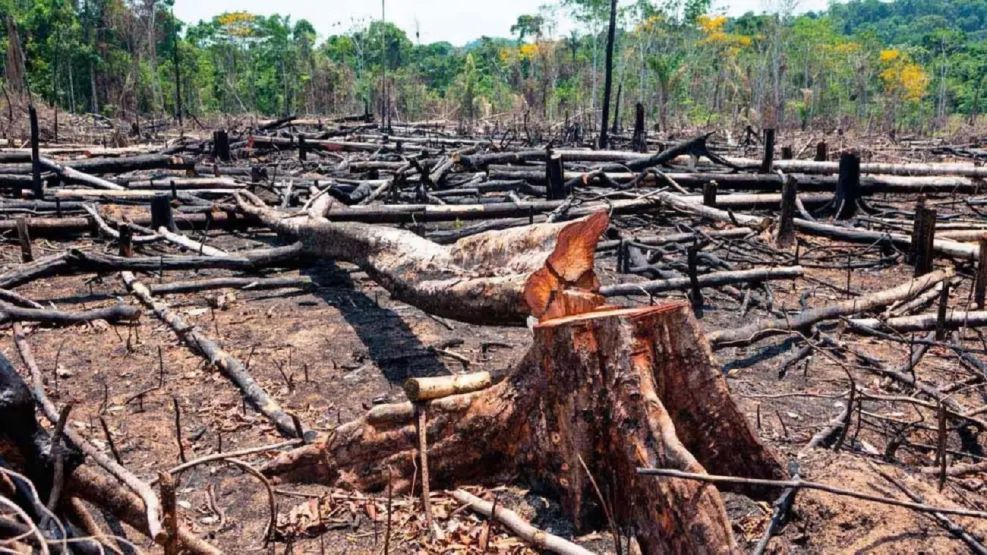 Deforestación