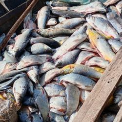 Los infractores carecían de la licencia habilitante para la pesca, incumplían el régimen de veda vigente y acopiaba especies fuera de las medidas reglamentarias. 