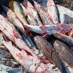 Los infractores carecían de la licencia habilitante para la pesca, incumplían el régimen de veda vigente y acopiaba especies fuera de las medidas reglamentarias. 
