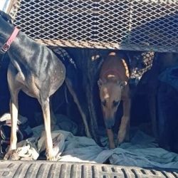 Parte de los galgos que fueron liberados.