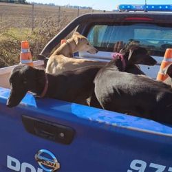 Parte de los galgos que fueron liberados.