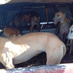 Los galgos era usados para la caza ilegal.