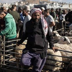 Un vendedor espera a los clientes en un mercado de ganado antes de la festividad musulmana del Eid al-Adha en Cisjordania. Foto de John WESSELS / AFP | Foto:AFP