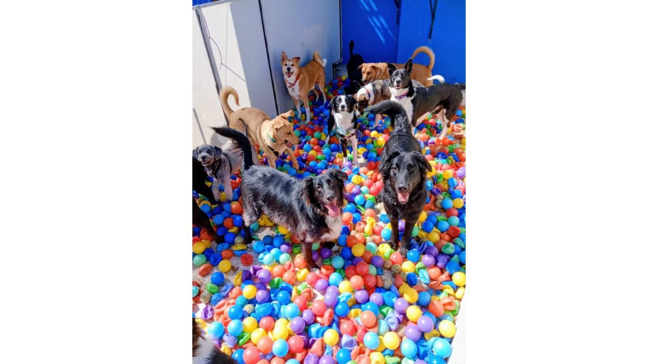 Guardería Canina Mística: Un refugio de amor, cuidado y socialización para los perros.