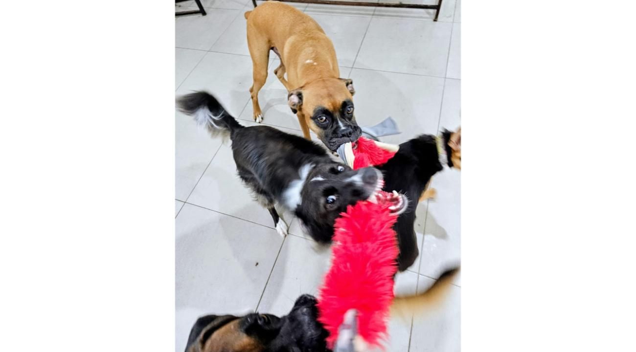 Guardería Canina Mística: Un refugio de amor, cuidado y socialización para los perros.