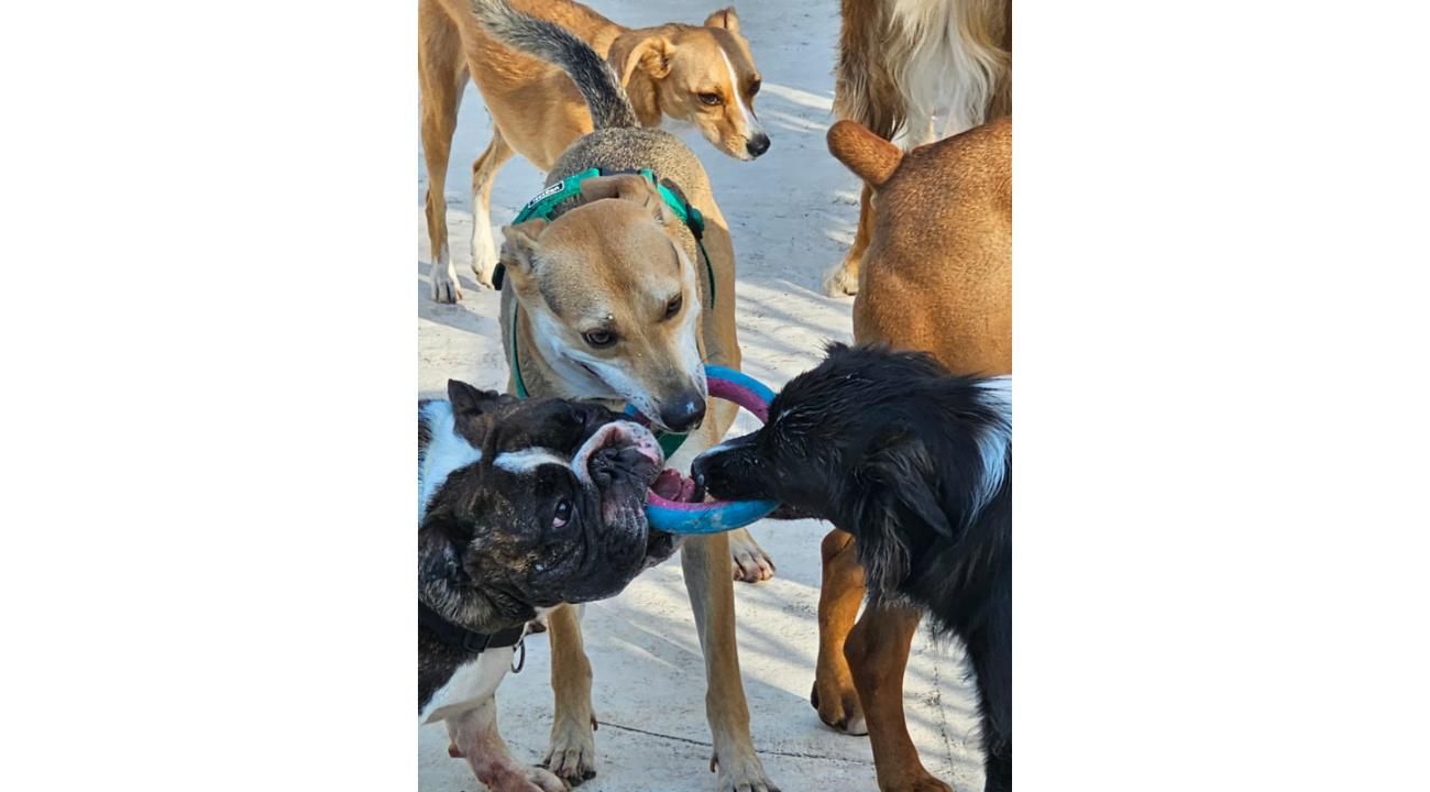 Guardería Canina Mística: Un refugio de amor, cuidado y socialización para los perros.