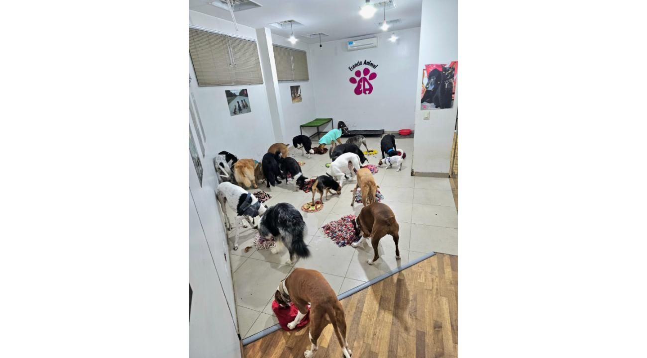 Guardería Canina Mística: Un refugio de amor, cuidado y socialización para los perros.