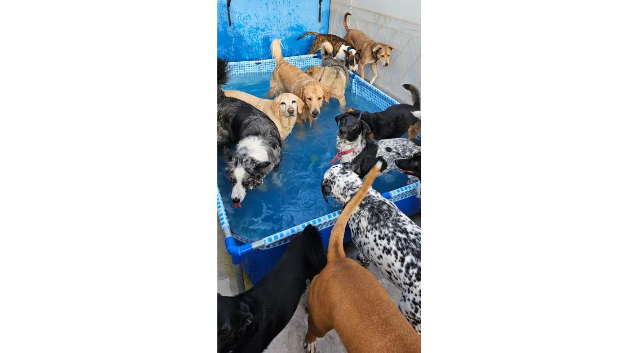 Guardería Canina Mística: Un refugio de amor, cuidado y socialización para los perros.
