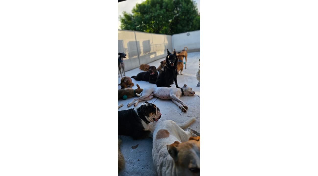 Guardería Canina Mística: Un refugio de amor, cuidado y socialización para los perros.