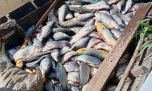 Sábalos y dientudos secuestrados en un operativo de pesca ilegal
