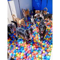 Guardería Canina Mística