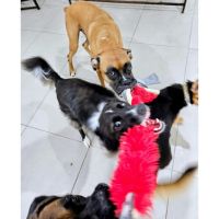 Guardería Canina Mística