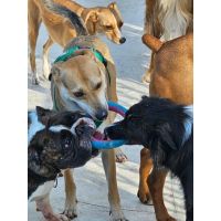 Guardería Canina Mística