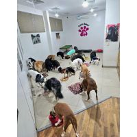Guardería Canina Mística