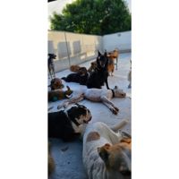 Guardería Canina Mística