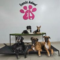 Guardería Canina Mística