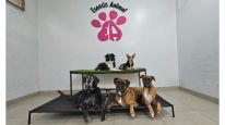 Guardería Canina Mística