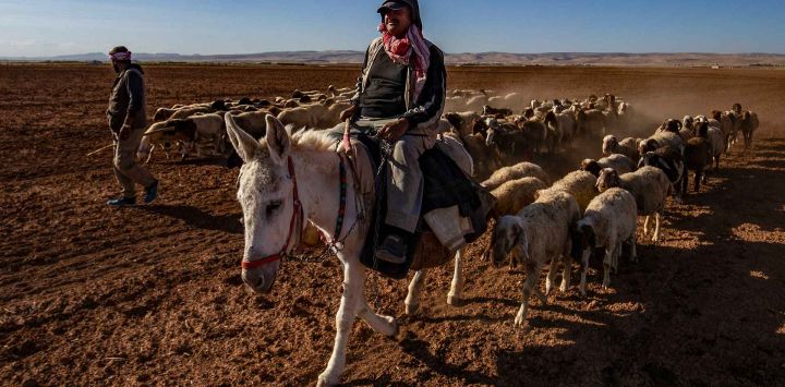 Pastores guían un rebaño de ovejas por un campo afectado por la sequía en las afueras de Qamishli, en el norte de Siria. Foto de Delil SOULEIMAN / AFP