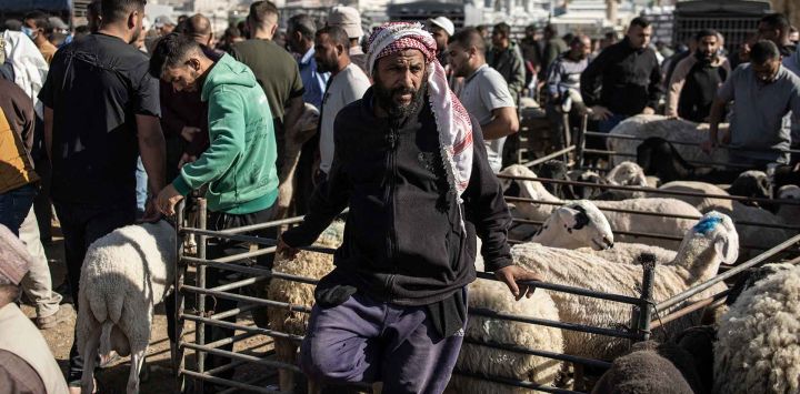 Un vendedor espera a los clientes en un mercado de ganado antes de la festividad musulmana del Eid al-Adha en Cisjordania. Foto de John WESSELS / AFP