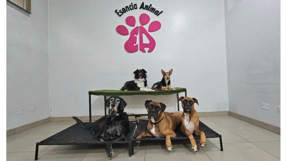 Guardería Canina Mística