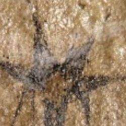 El ejemplar identificado consta de un tallo de cerca de tres centímetros de longitud, con algunas hojas y flores opuestas ubicadas cerca del ápice 