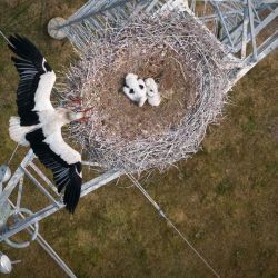 Una cigüeña con dos polluelos en un nido instalado en un poste de alta tensión en Bouée, oeste de Francia. Foto de Loic VENANCE / AFP | Foto:AFP