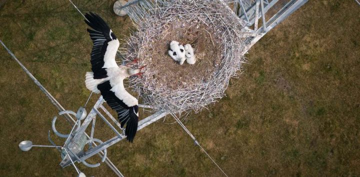 Una cigüeña con dos polluelos en un nido instalado en un poste de alta tensión en Bouée, oeste de Francia. Foto de Loic VENANCE / AFP