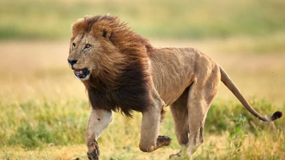 Un león mató a un turista en un safari de lujo
