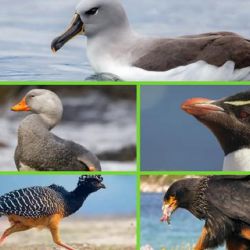 El Programa Tráfico de Fauna nació con el propósito de combatir a una de las mayores amenazas de la biodiversidad. 