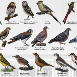  El 60% de los animales capturados ilegalmente son aves.