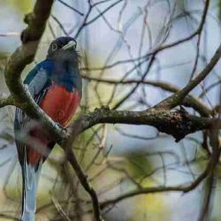 Más de 100 especies de aves, 20 de reptiles y 15 de mamíferos son afectadas por este delito.