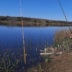 En un panorama discreto para las lagunas de San Luis, estos espejos aparecen como los más destacados de la provincia. Habrá que ver cómo se comporta el pique con las heladas y el cambio de temperatura que empezó a afectar en los últimos días. 