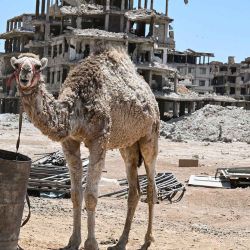Un camello se exhibe a la venta en un mercado de ganado instalado frente a edificios dañados por la guerra en Ayn Tarma, Damasco. Foto de LOUAI BESHARA / AFP | Foto:AFP