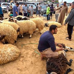Libios seleccionan ovejas para sacrificarlas en un mercado de ganado en la capital, Trípoli. Foto de Mahmud Turkia / AFP | Foto:AFP