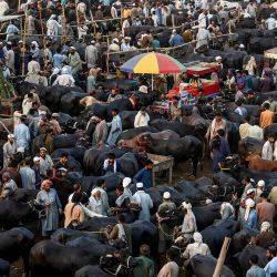 La gente se reúne para comprar ganado en un mercado de ganado antes de la festividad musulmana del Eid al-Adha en Peshawar. Foto de Abdul MAJEED / AFP | Foto:AFP