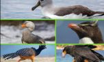 Aves Argentinas celebra sus primeros 10 años de lucha y compromiso con la biodiversidad