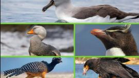 El Programa Tráfico de Fauna nació con el propósito de combatir a una de las mayores amenazas de la biodiversidad.