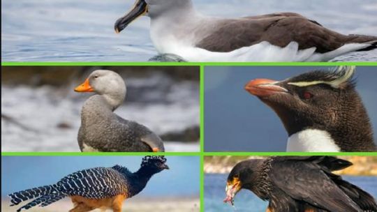 0506_aves