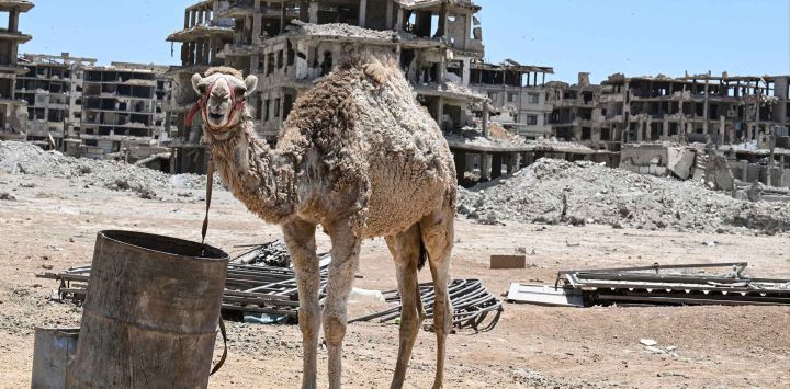 Un camello se exhibe a la venta en un mercado de ganado instalado frente a edificios dañados por la guerra en Ayn Tarma, Damasco. Foto de LOUAI BESHARA / AFP