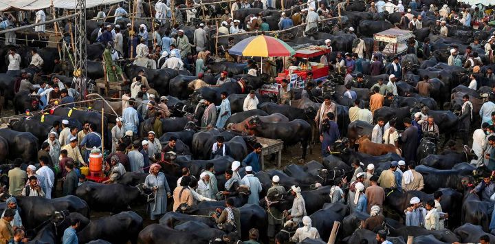 La gente se reúne para comprar ganado en un mercado de ganado antes de la festividad musulmana del Eid al-Adha en Peshawar. Foto de Abdul MAJEED / AFP