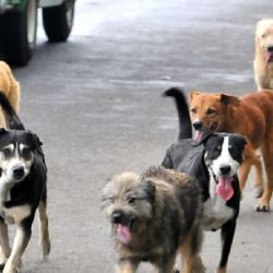 El crecimiento de los perros abandonados preocupa a Rosario.