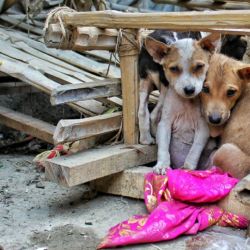 Además de animales heridos, muchas veces encuentran perros en estado de abandono absoluto: 