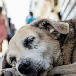 El abandono de perros en Rosario ha alcanzado niveles más que preocupantes. 