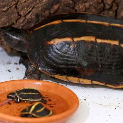 Una foto tomada en el santuario de tortugas A Cupulatta muestra una tortuga Melanochelys Tricarinata junto a sus crías. Foto de AFP | Foto:AFP