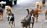 Alerta mascotera: denuncian que cada vez hay más perros abandonados en Rosario